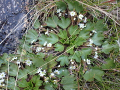 Dichosciadium ranunculaceum (Dichosciadium ranunculaceum)