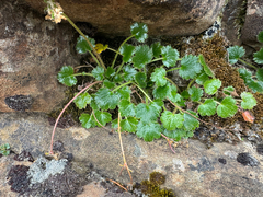 Dichosciadium ranunculaceum (Dichosciadium ranunculaceum)