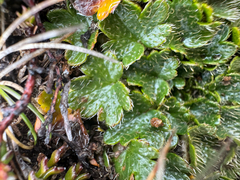 Dichosciadium ranunculaceum (Dichosciadium ranunculaceum)