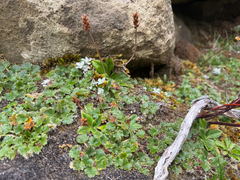 Dichosciadium ranunculaceum (Dichosciadium ranunculaceum)