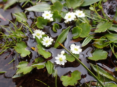 Dichosciadium ranunculaceum (Dichosciadium ranunculaceum)