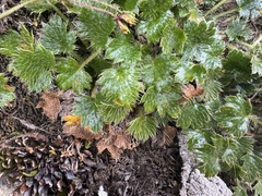 Dichosciadium ranunculaceum (Dichosciadium ranunculaceum)