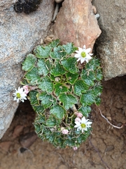Dichosciadium ranunculaceum (Dichosciadium ranunculaceum)