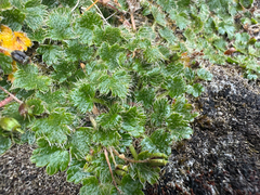 Dichosciadium ranunculaceum (Dichosciadium ranunculaceum)