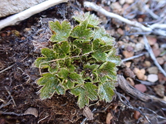 Dichosciadium ranunculaceum (Dichosciadium ranunculaceum)
