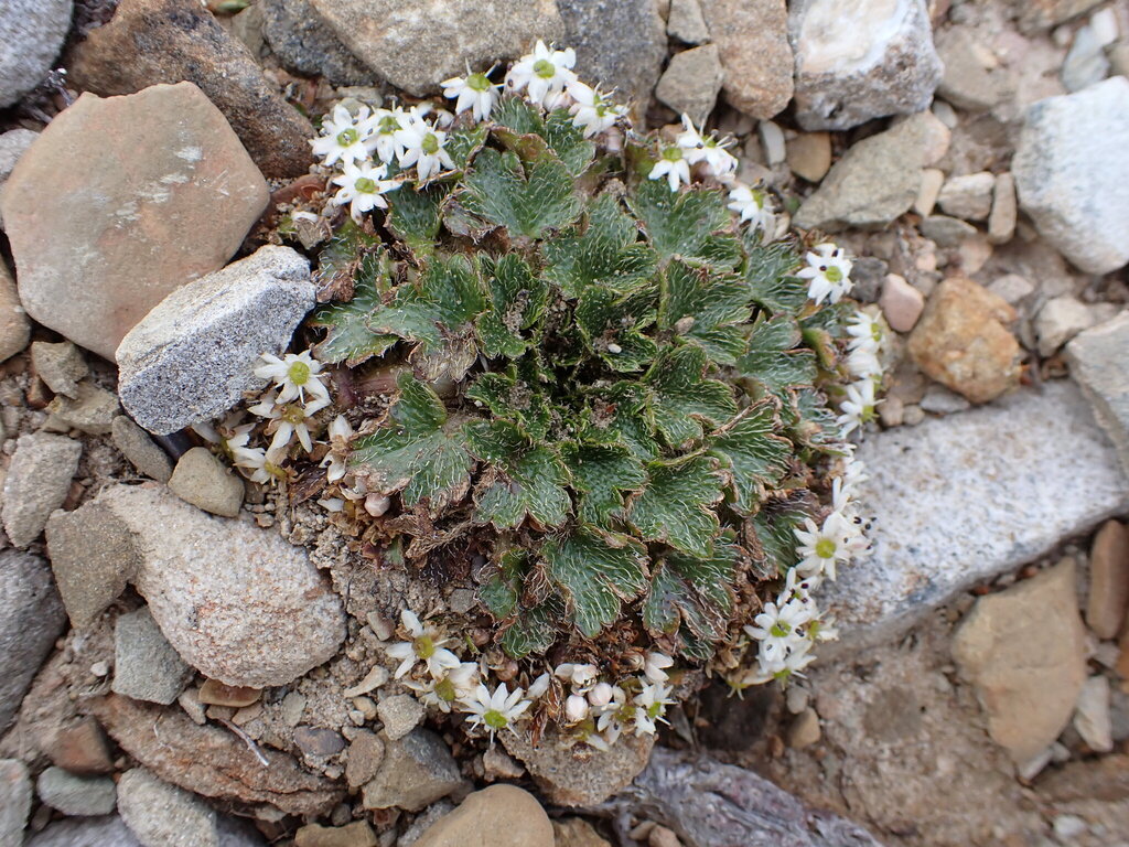 Dichosciadium ranunculaceum (Dichosciadium ranunculaceum)