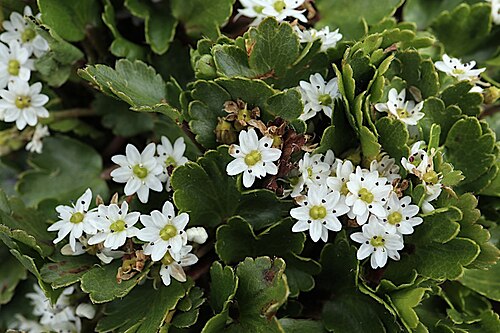 Dichosciadium ranunculaceum: Dichosciadium ranunculaceum with white flowers, green pistil, purple mericarps.