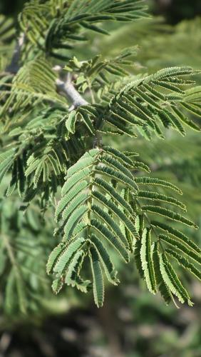 Aroma (Dichrostachys cinerea)