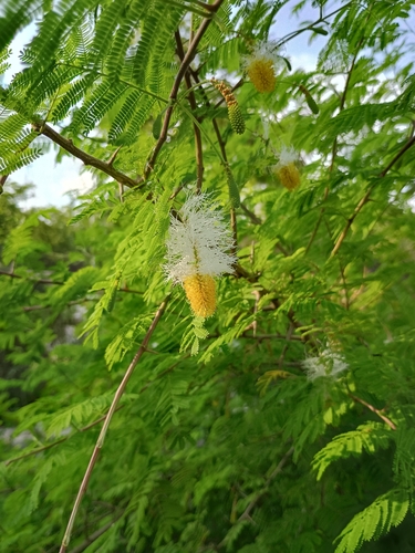 Aroma (Dichrostachys cinerea)