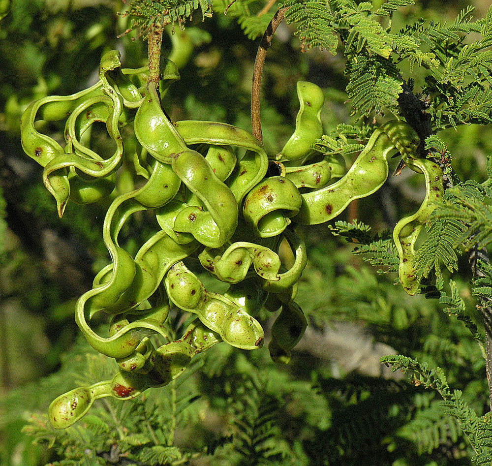 Aroma: A small, thorny bush of sub-saharan Africa. Invasive, but with edible seeds. Photo from near Dodoma, Tanzania.
