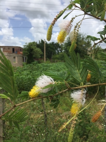Aroma (Dichrostachys cinerea)