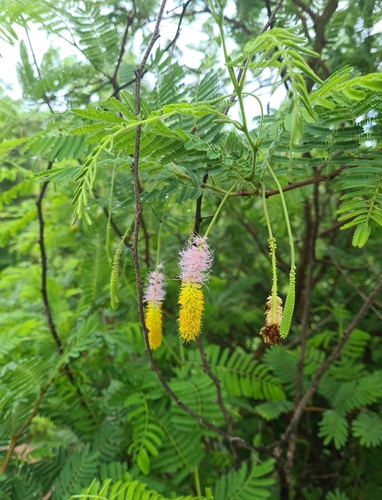 Aroma (Dichrostachys cinerea)