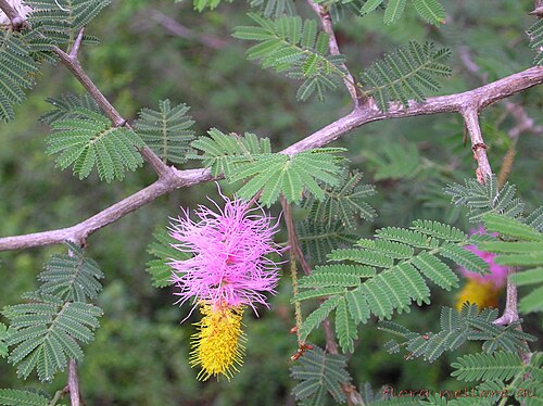 Aroma: Taxonomy: Binomial = Dichrostachys cinerea Family = Leguminosae Local name: Veluturu chettu (Telugu) Distribution: Common in scrub jungles of tropical areas. Fo