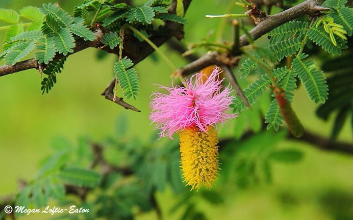 Aroma: Flower of Dichrostachys cinerea (L.) Wight & Arn.