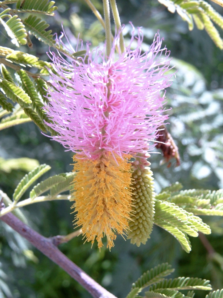 Aroma: Flower of Dichrostachys cinerea . Picture taken south of Fada N'Gourma, Burkina Faso.