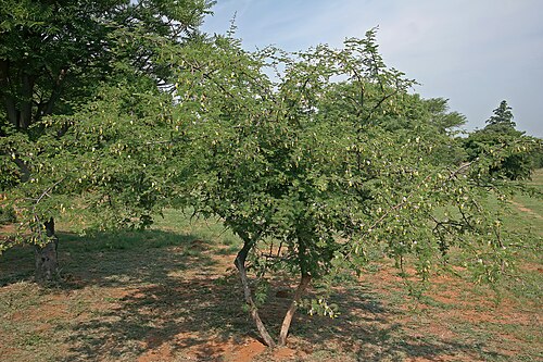 Aroma: Dichrostachys cinerea , tree on flower; Pretoria National Botanical Garden, Pretoria, Gauteng, South Africa