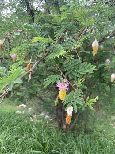 Aroma (Dichrostachys cinerea)