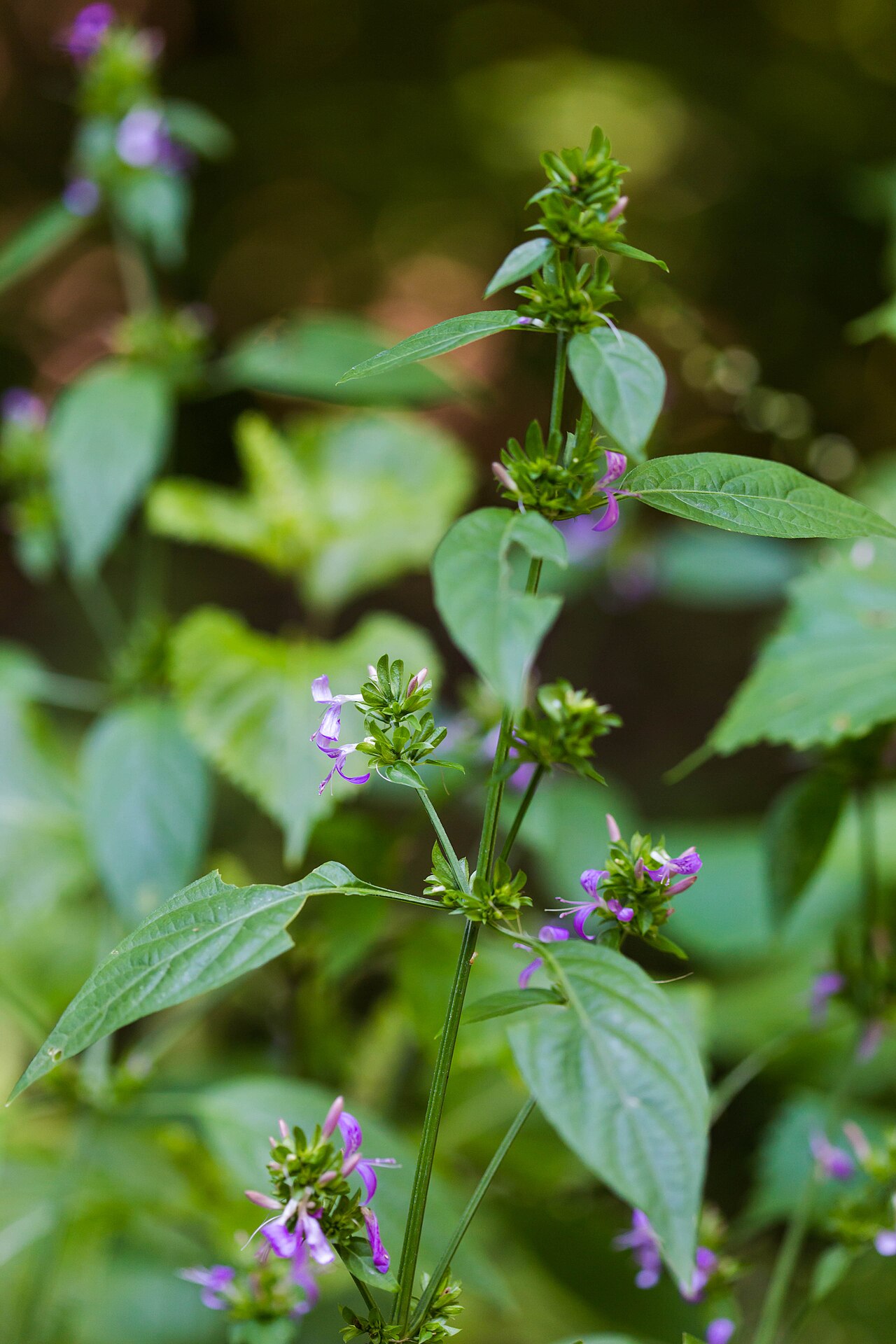Branched foldwing: False mint