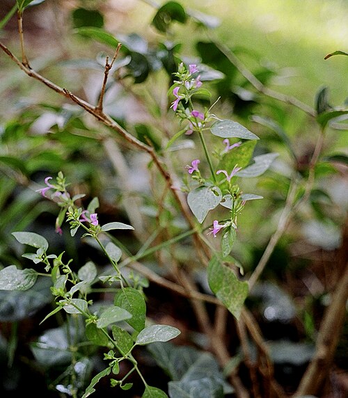 Branched foldwing: False mint, Lindale, Smith County, August 2004