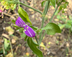 Branched foldwing (Dicliptera brachiata)