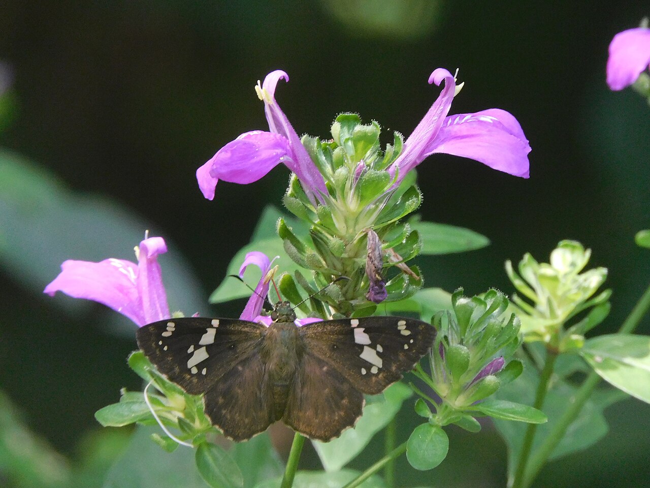 Branched foldwing: Dicliptera brachiata