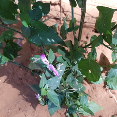 Dicliptera cernua (Dicliptera cernua)