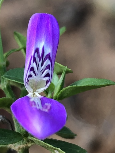Dicliptera cernua (Dicliptera cernua)