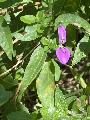 Dicliptera cernua (Dicliptera cernua)