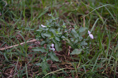 Dicliptera cernua (Dicliptera cernua)