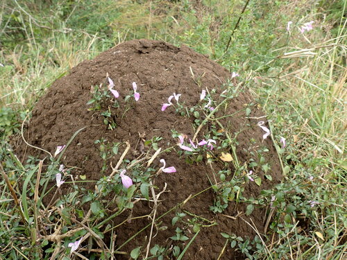 Dicliptera cernua (Dicliptera cernua)