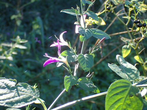Dicliptera cernua (Dicliptera cernua)