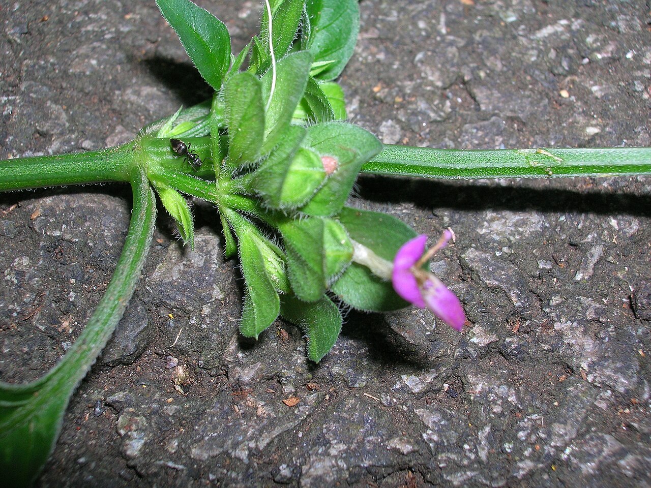Chinese foldwing: Dicliptera chinensis (flowers). Location: Oahu, Nuuanu