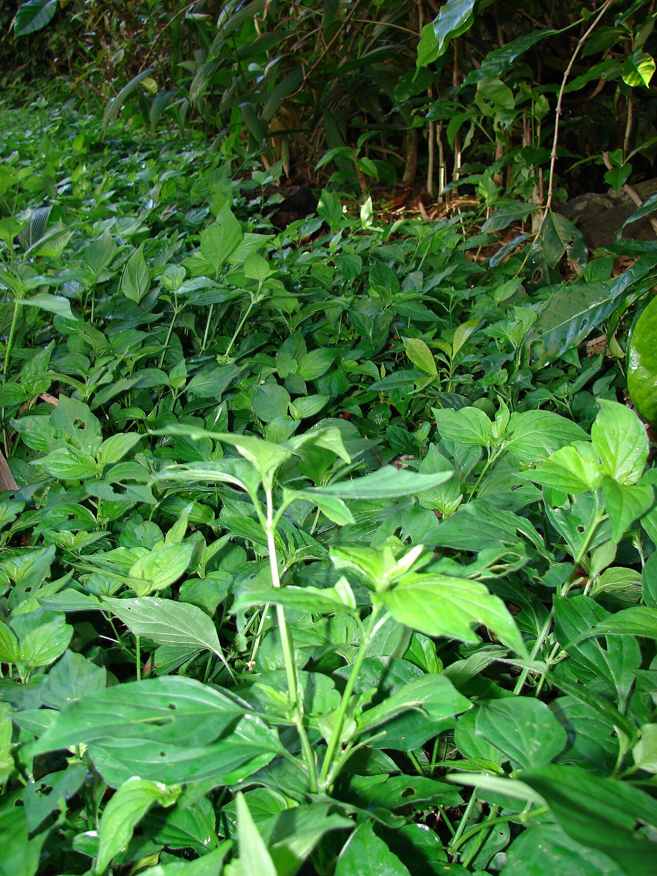 Chinese foldwing: Dicliptera chinensis (habit). Location: Maui, Olinda Rd