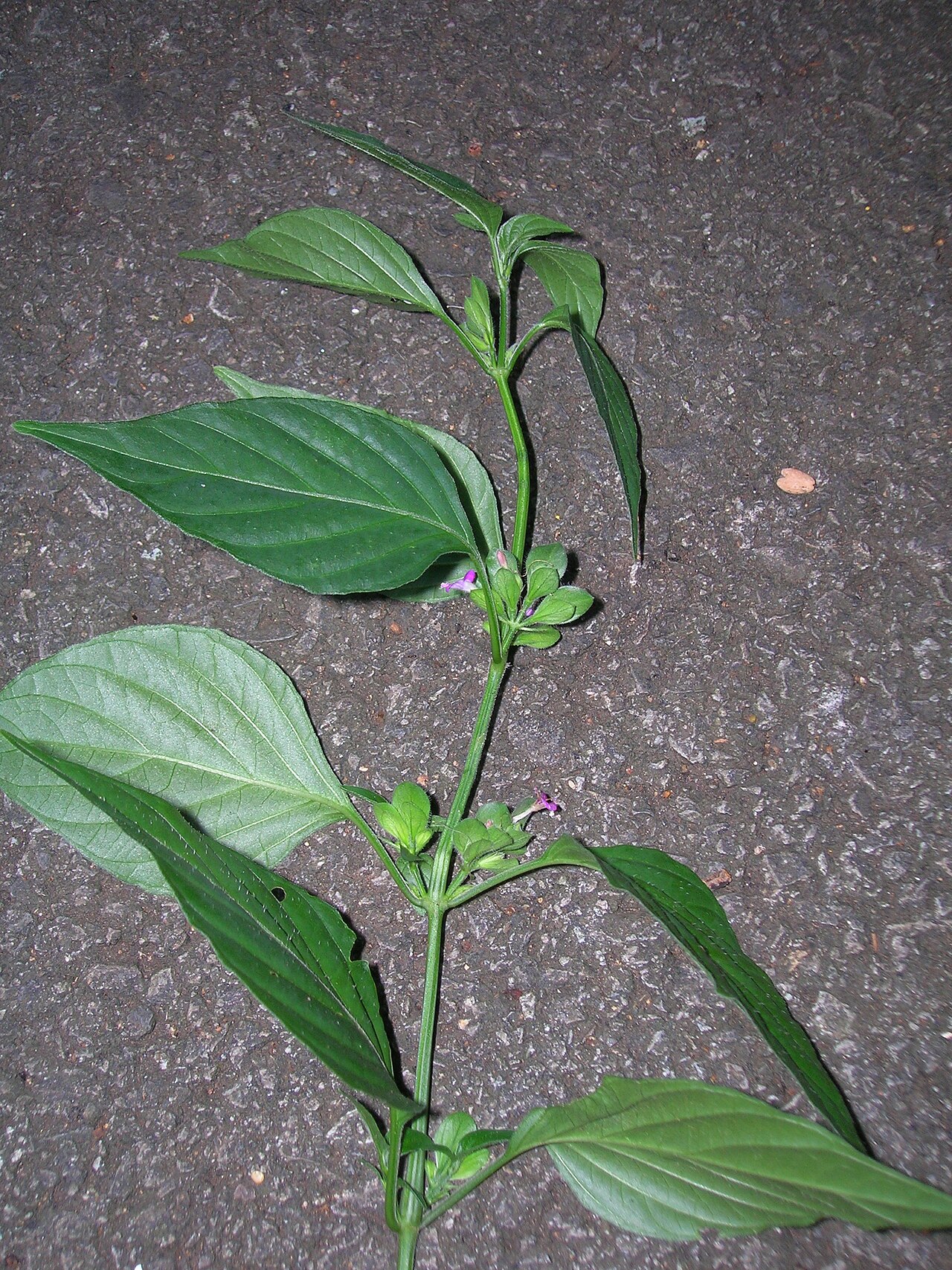 Chinese foldwing: Dicliptera chinensis (branch and flowers). Location: Oahu, Nuuanu