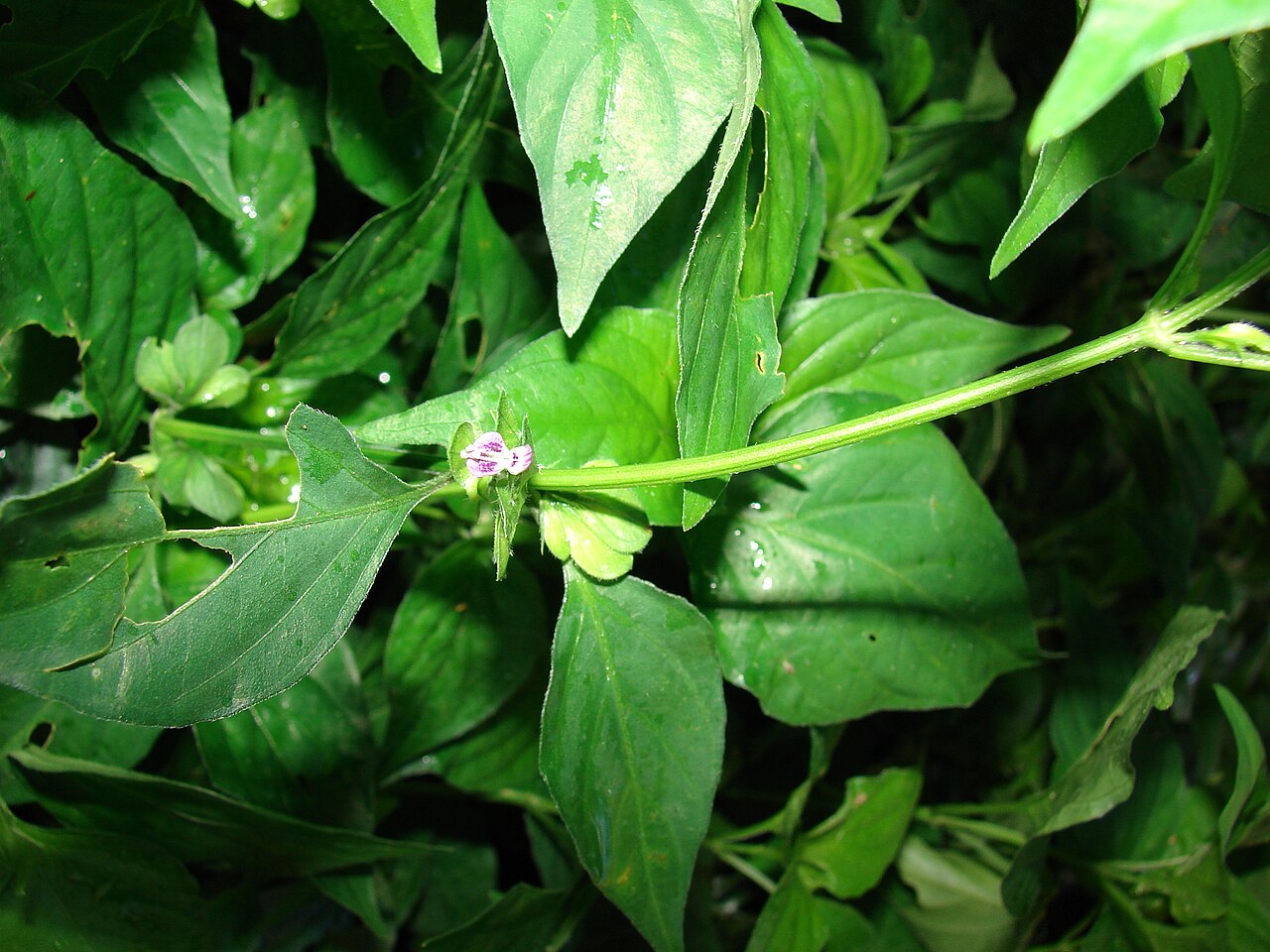 Chinese foldwing: Dicliptera chinensis (flowers and leaves). Location: Maui, Olinda Rd