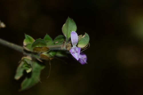 Dicliptera foetida (Dicliptera foetida)