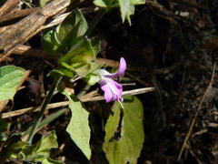 Dicliptera foetida (Dicliptera foetida)