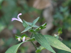 Dicliptera foetida (Dicliptera foetida)