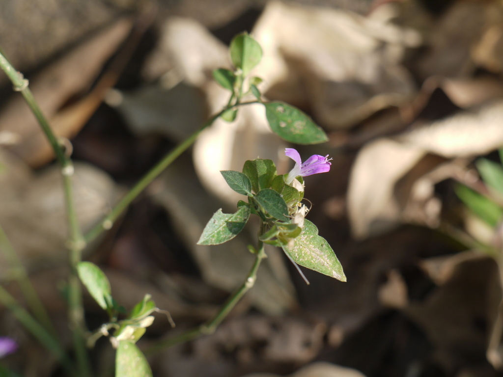Dicliptera foetida (Dicliptera foetida)