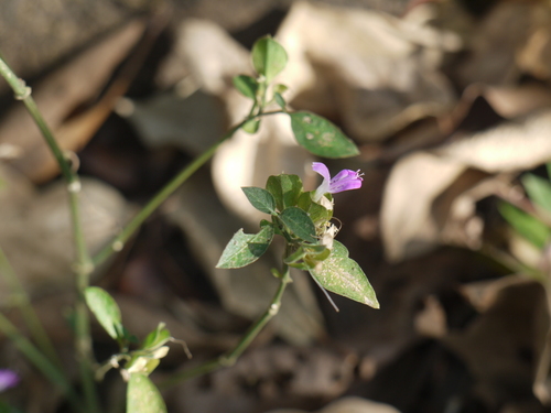 Dicliptera foetida (Dicliptera foetida)