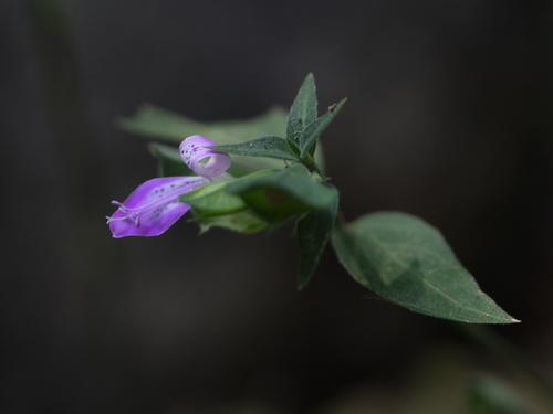 Dicliptera foetida (Dicliptera foetida)