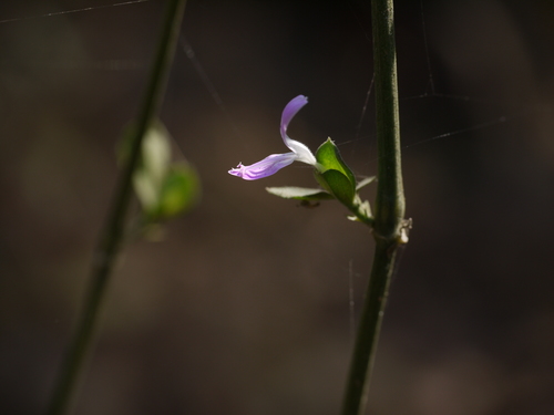 Dicliptera foetida (Dicliptera foetida)