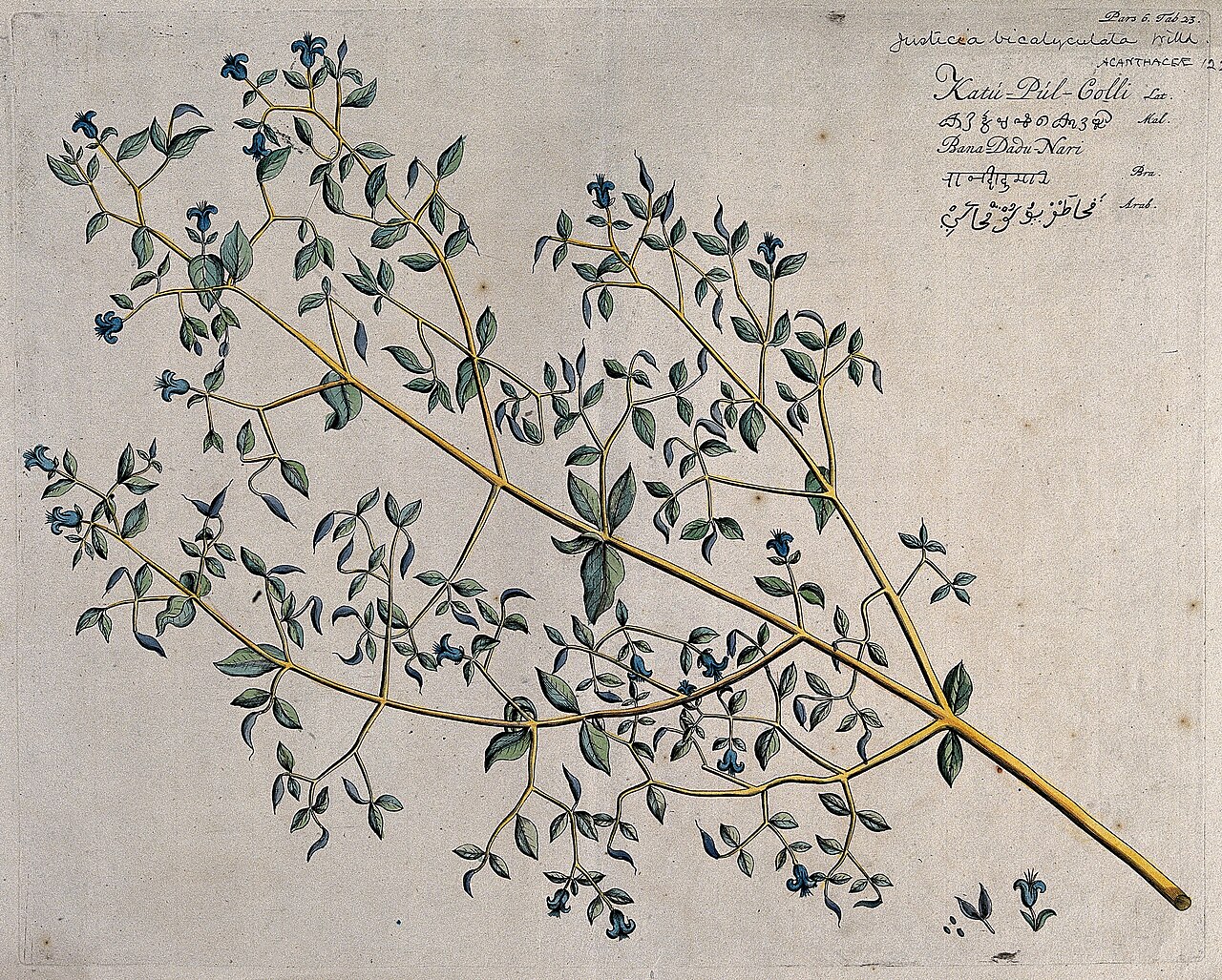 Dicliptera paniculata: katou-pulcolli, Rheede, Hortus Malabaricus , vol. 5:41, t23 Dicliptera bicalyculata : branch with flowers and fruit and separate flower and opened fruit with se
