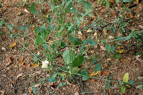Dicliptera paniculata: Peristrophe paniculata (Forssk.) Brummitt (syn. Dianthera bicalyculata Retz., D. malabarica L. f., D. paniculata Forssk., Justicia bicalyculata (Retz.) Vahl, J.