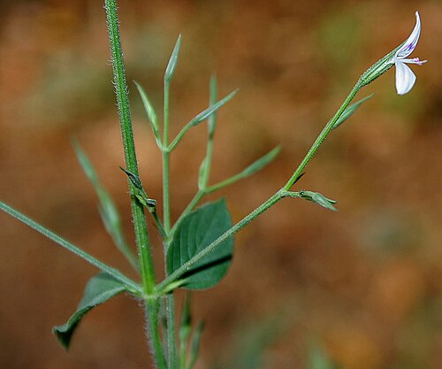 Dicliptera paniculata: Peristrophe paniculata (Forssk.) Brummitt (syn. Dianthera bicalyculata Retz., D. malabarica L. f., D. paniculata Forssk., Justicia bicalyculata (Retz.) Vahl, J.