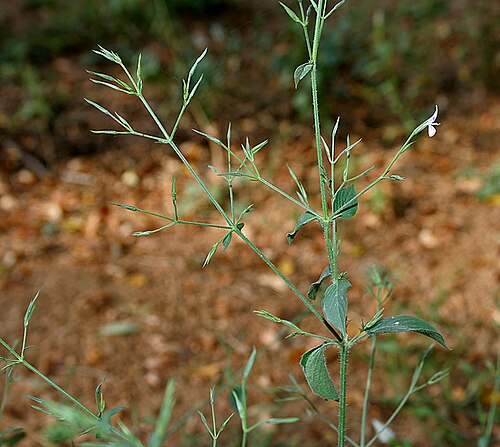 Dicliptera paniculata: Peristrophe paniculata (Forssk.) Brummitt (syn. Dianthera bicalyculata Retz., D. malabarica L. f., D. paniculata Forssk., Justicia bicalyculata (Retz.) Vahl, J.