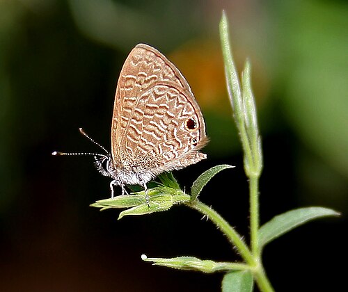 Dicliptera paniculata: ' - - in Hyderabad , India .