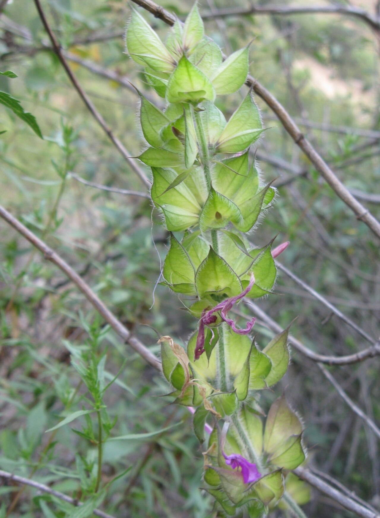 Dicliptera peruviana: Dicliptera peruviana in Peru