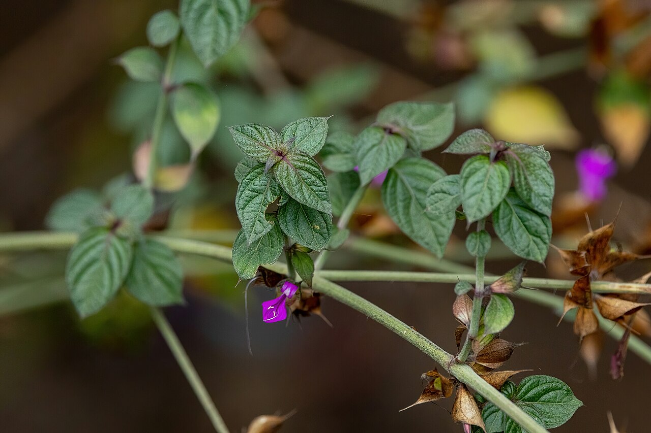 Dicliptera peruviana: Dicliptera peruviana in Peru