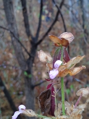 Arizona foldwing (Dicliptera resupinata)